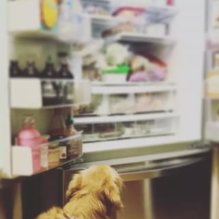 Illustration de l'article : 14 photos de chiens que la curiosité et la gourmandise poussent à fouiner dans le réfrigérateur