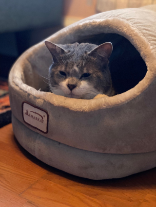 Illustration de l'article : Issu d’une colonie de félins, un chat se métamorphose lorsqu’il découvre la joie de devenir le centre de l’attention 