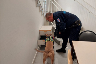 Illustration de l'article : Autrefois négligée par un dealer, une chienne prend une revanche sur la vie en se spécialisant dans la détection de stupéfiants
