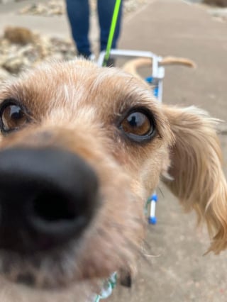 Illustration de l'article : Un chien errant malade et paralysé des pattes arrière voit sa vie changer de cap en arrivant au refuge