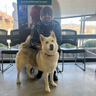 Illustration de l'article : Le chien d'un chauffeur routier disparaît après être passé par plusieurs familles, sa puce "parle" 3000 km plus loin