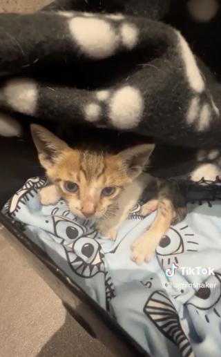 Illustration de l'article : Intrigué par les miaulements d’un chaton en détresse, un homme suspend le cours de sa journée pour lui porter assistance (vidéo) 