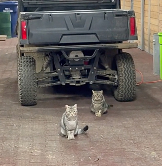 Illustration de l'article : Elle hérite de 2 chattes de ferme de son défunt père et passe des mois à essayer de gagner leur confiance
