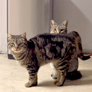 Illustration de l'article : Elle hérite de 2 chattes de ferme de son défunt père et passe des mois à essayer de gagner leur confiance