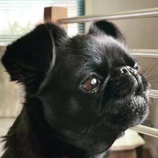 Illustration de l'article : 17 photos de chiens hurlant de toutes leurs forces pour avoir votre attention