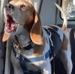 Illustration de l'article : 17 photos de chiens hurlant de toutes leurs forces pour avoir votre attention