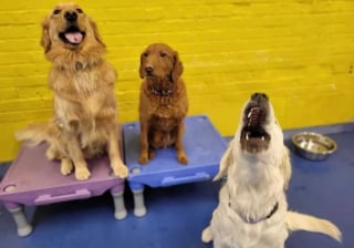 Illustration de l'article : 17 photos de chiens hurlant de toutes leurs forces pour avoir votre attention