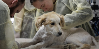 Illustration de l'article : Un chiot errant est amené d’urgence à l’hôpital après s’être blessé contre un cactus (vidéo)