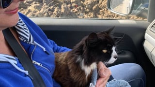 Illustration de l'article : Sans nouvelles de sa chatte perdue lors d'un cyclone, une famille endeuillée se remet à espérer au bout d'un mois