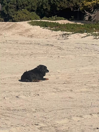 Illustration de l'article : Les oreilles d'un chien perdu sur la plage depuis des semaines se dressent en entendant un bruit de moteur familier 