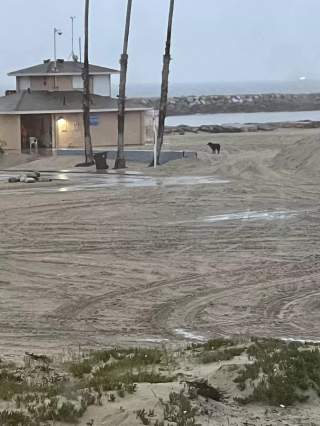 Illustration de l'article : Les oreilles d'un chien perdu sur la plage depuis des semaines se dressent en entendant un bruit de moteur familier 
