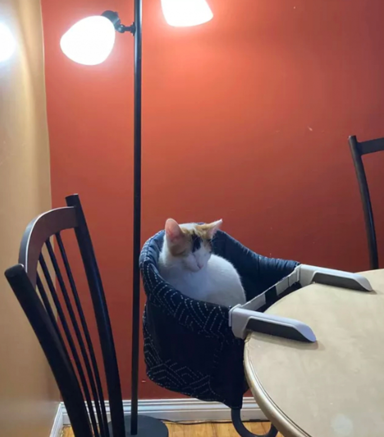 https://www.woopets.fr/assets/ckeditor/2023/mar/actualities/22467/xl/334233537_171342525357702_3360561936740801346_n.jpg