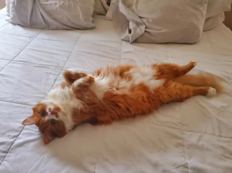 https://www.woopets.fr/assets/ckeditor/2023/mar/actualities/22467/xl/334409645_242601568217314_5511896088634754895_n.jpg