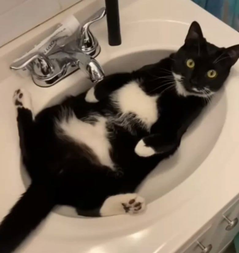https://www.woopets.fr/assets/ckeditor/2023/mar/actualities/22467/xl/334456728_735069354961980_2210570119529543999_n.jpg