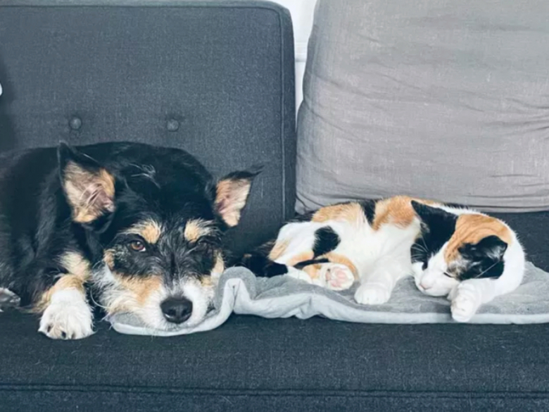 https://www.woopets.fr/assets/ckeditor/2023/mar/actualities/22467/xl/334573875_602436461924665_4817838275452603211_n.jpg