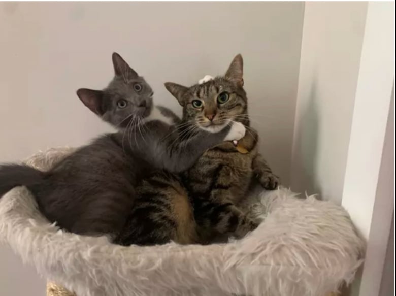 https://www.woopets.fr/assets/ckeditor/2023/mar/actualities/22467/xl/336583375_1425004454910604_908660220246379727_n.jpg