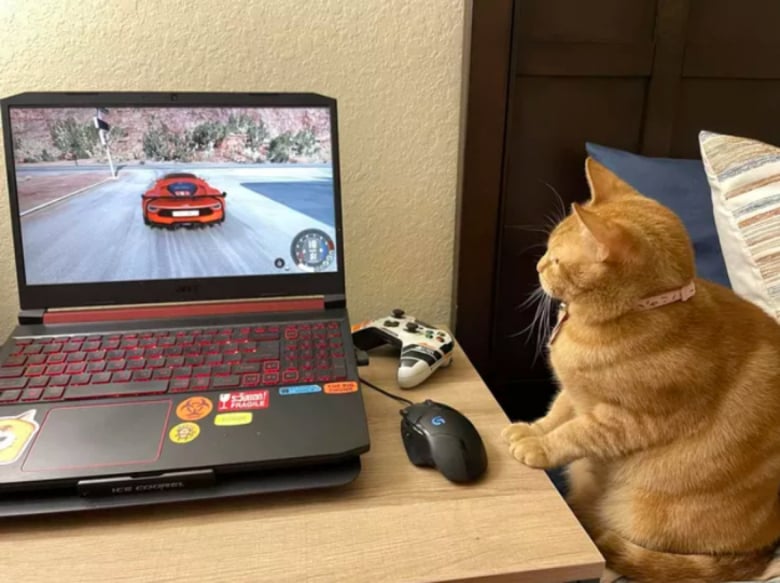 https://www.woopets.fr/assets/ckeditor/2023/mar/actualities/22467/xl/336932769_950558182620073_6546635148457656763_n.jpg