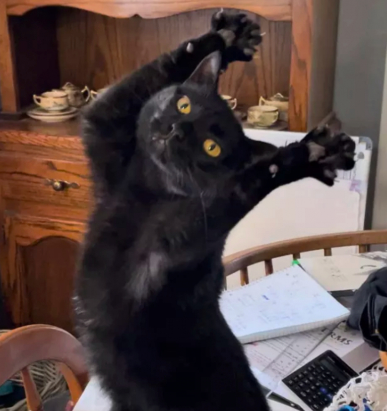 https://www.woopets.fr/assets/ckeditor/2023/mar/actualities/22467/xl/336992679_6269799383072156_6045429039121747446_n.jpg