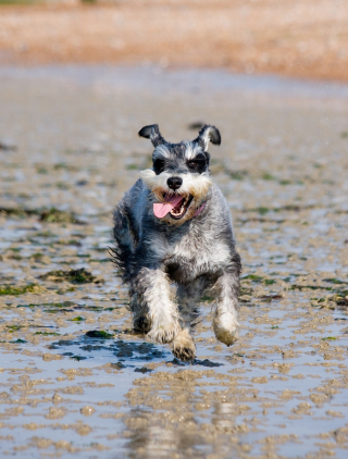 Illustration de l'article : Amputé à cause d’une tumeur, un chien sportif craint de devoir renoncer à sa passion (vidéo)