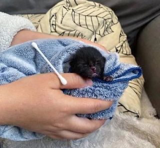 Illustration de l'article : Pour remercier celle qui l'a sauvé, un chaton orphelin adopte un adorable rituel quotidien