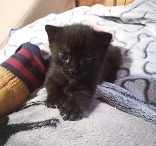 Illustration de l'article : Pour remercier celle qui l'a sauvé, un chaton orphelin adopte un adorable rituel quotidien