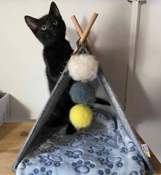 Illustration de l'article : Pour remercier celle qui l'a sauvé, un chaton orphelin adopte un adorable rituel quotidien