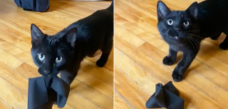 Illustration de l'article : Pour remercier celle qui l'a sauvé, un chaton orphelin adopte un adorable rituel quotidien