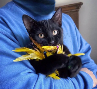 Illustration de l'article : Pour remercier celle qui l'a sauvé, un chaton orphelin adopte un adorable rituel quotidien