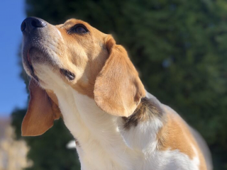 Illustration de l'article : 19 photos d'une joyeuse famille de 4 chiens ayant chacun son caractère et son charme