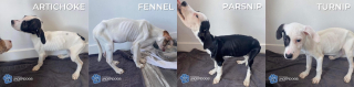 Illustration de l'article : Le sauvetage de 4 chiots lâchement abandonnés met en exergue le désarroi des associations face à ce fléau