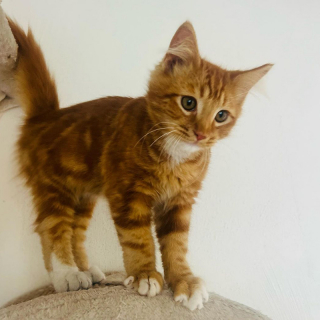 Illustration de l'article : Découvert dans la rue, ce chaton de 4 mois a fait fondre tous les cœurs et trouvé une famille en un temps record !