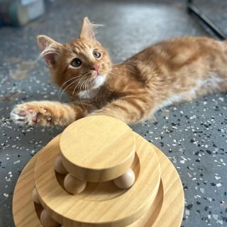 Illustration de l'article : Découvert dans la rue, ce chaton de 4 mois a fait fondre tous les cœurs et trouvé une famille en un temps record !