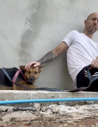 Illustration de l'article : Victime d’une cruauté sans nom, une chienne terrifiée par l’être humain tente de retrouver goût à la vie (vidéo) 