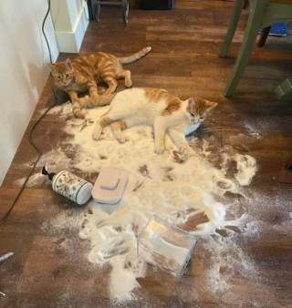 Illustration de l'article : 17 photos de chats roux qui n'ont rien à envier aux autres félins en matière d'espièglerie