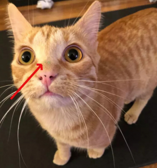Illustration de l'article : 17 photos de chats roux qui n'ont rien à envier aux autres félins en matière d'espièglerie