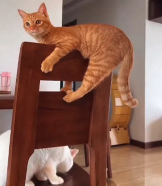 Illustration de l'article : 17 photos de chats roux qui n'ont rien à envier aux autres félins en matière d'espièglerie