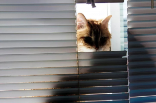 Illustration de l'article : 17 photos de chats roux qui n'ont rien à envier aux autres félins en matière d'espièglerie