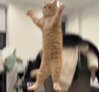 Illustration de l'article : 17 photos de chats roux qui n'ont rien à envier aux autres félins en matière d'espièglerie