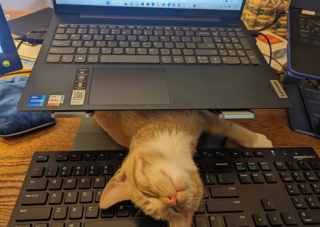 Illustration de l'article : 17 photos de chats roux qui n'ont rien à envier aux autres félins en matière d'espièglerie