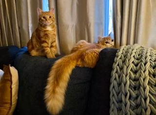 Illustration de l'article : 17 photos de chats roux qui n'ont rien à envier aux autres félins en matière d'espièglerie