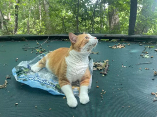 Illustration de l'article : 17 photos de chats roux qui n'ont rien à envier aux autres félins en matière d'espièglerie