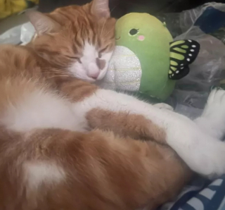 Illustration de l'article : 17 photos de chats roux qui n'ont rien à envier aux autres félins en matière d'espièglerie