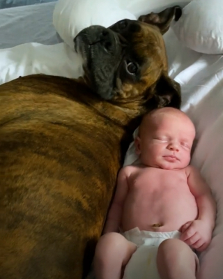Illustration de l'article : L'attitude émouvante d'un Boxer se mettant en mode grand frère dès qu'il rencontre le dernier né de la famille (vidéo)