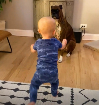 Illustration de l'article : L'attitude émouvante d'un Boxer se mettant en mode grand frère dès qu'il rencontre le dernier né de la famille (vidéo)