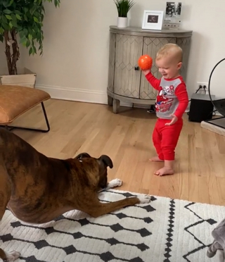 Illustration de l'article : L'attitude émouvante d'un Boxer se mettant en mode grand frère dès qu'il rencontre le dernier né de la famille (vidéo)
