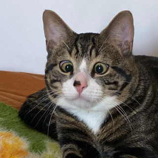 Illustration de l'article : Abandonné dans une boîte devant une maison, ce chat pétrifié s’est métamorphosé quand une famille lui a ouvert ses bras 