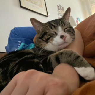Illustration de l'article : Abandonné dans une boîte devant une maison, ce chat pétrifié s’est métamorphosé quand une famille lui a ouvert ses bras 