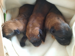 Illustration de l'article : Une course contre la montre s’engage pour sauver la vie de 3 chiots, jetés dans une poubelle alors qu’ils venaient de naître