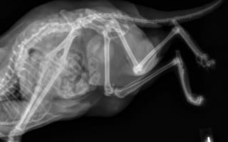 Illustration de l'article : Une chatte à 5 pattes et gravement malade affiche une joie de vivre exceptionnelle malgré les difficultés