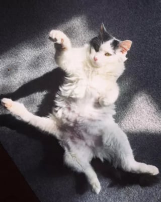 Illustration de l'article : Une chatte à 5 pattes et gravement malade affiche une joie de vivre exceptionnelle malgré les difficultés